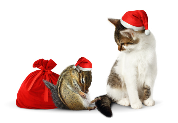 有趣的圣诞节小猫和老鼠图片
