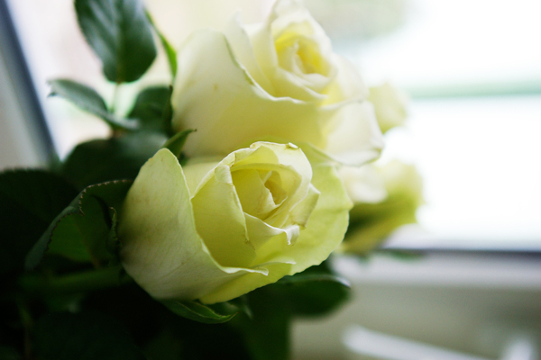 纯洁的白玫瑰