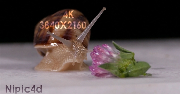 4k视频蜗牛