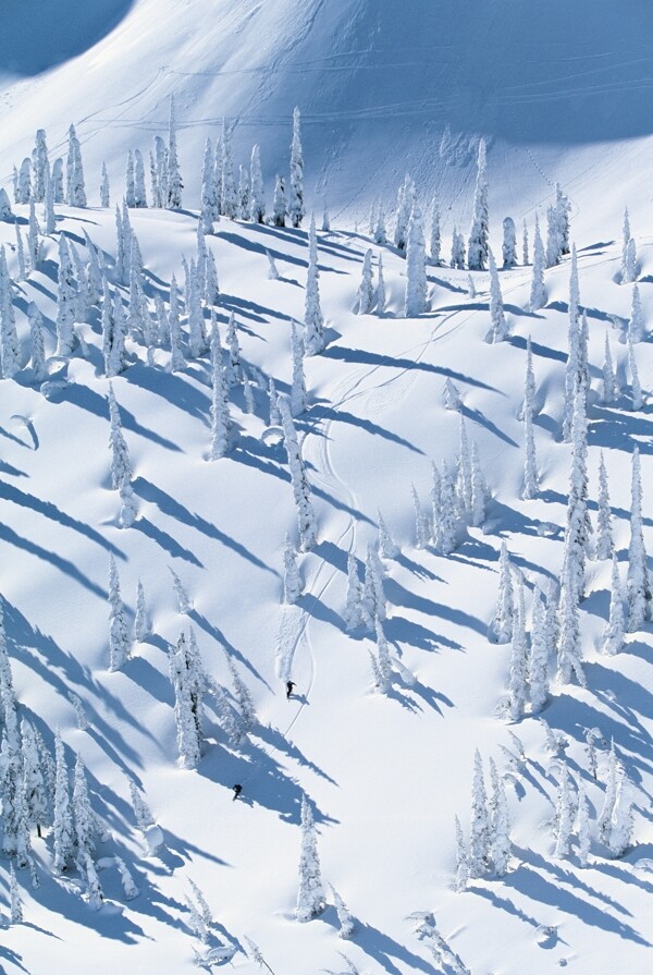 滑雪的运动员摄影高清图片