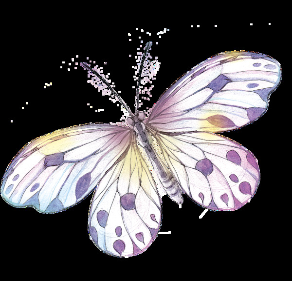 手绘逼真蝴蝶标本png透明素材