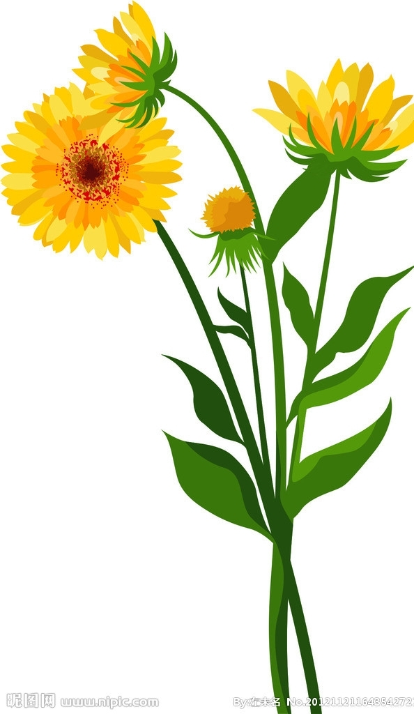 菊花圖片