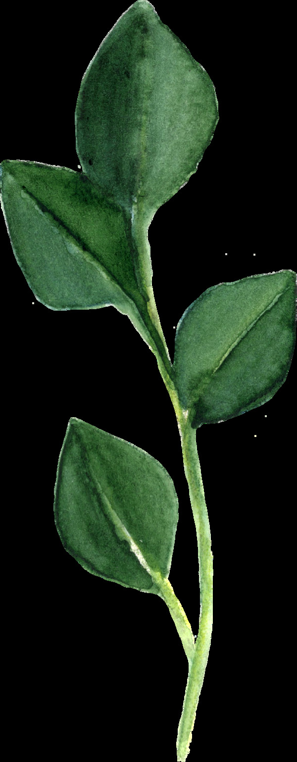 春天清新綠色植物透明素材