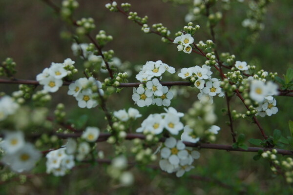 細(xì)米花圖片