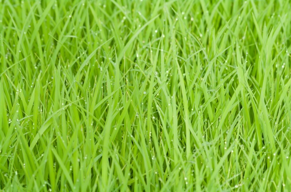 稻草