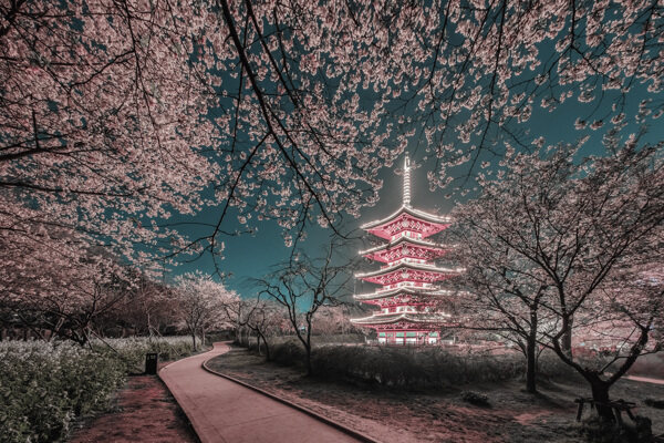 樱花日本旅游旅行海报素材图片