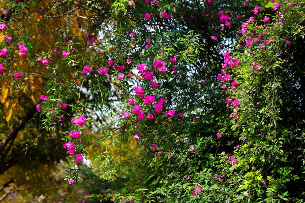 薔薇