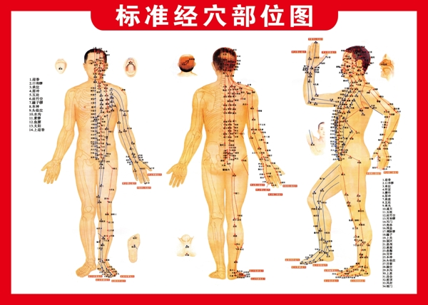 標(biāo)準(zhǔn)經(jīng)穴部位圖