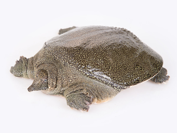 甲魚圖片