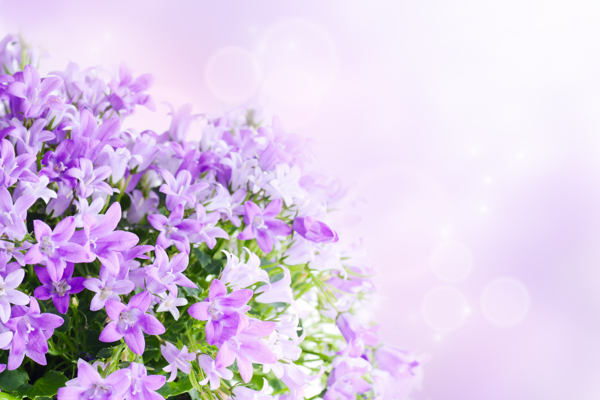 丁香花背景圖片