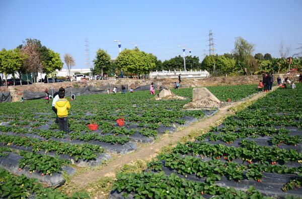 草莓園圖片
