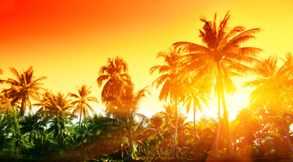 阳光照耀下的椰树美景图片