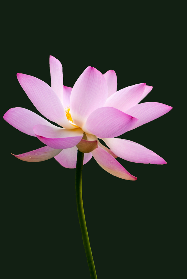 荷花圖片