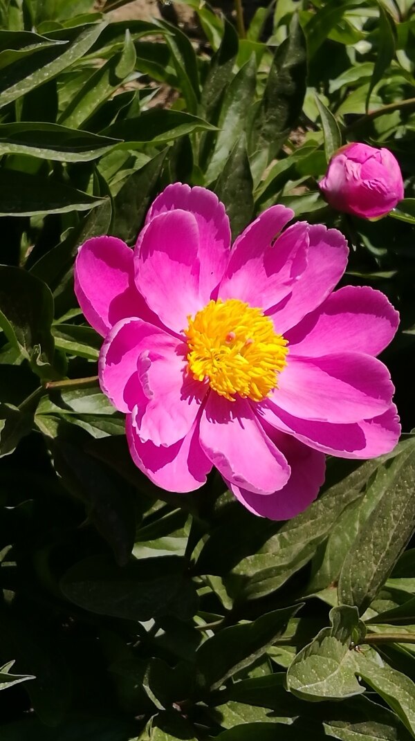 芍藥花開
