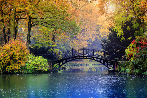 秋天树林小桥风景