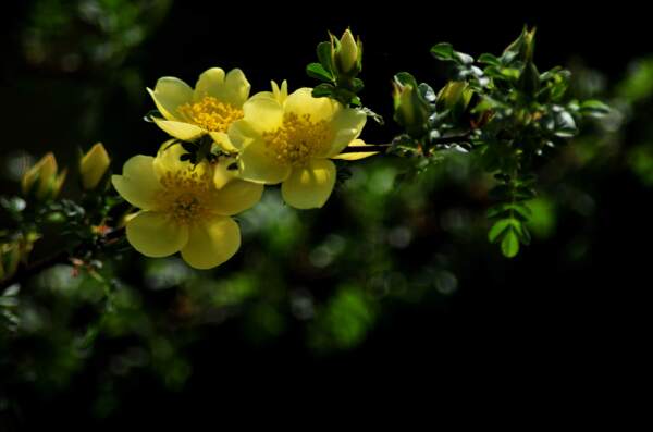 薔薇
