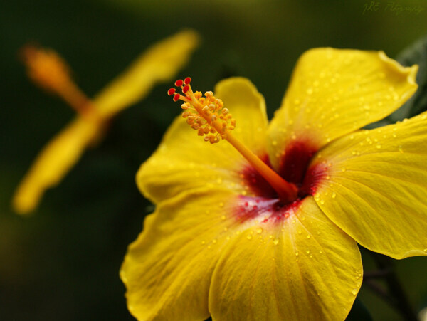 位圖植物攝影寫(xiě)實(shí)花卉花朵野花免費(fèi)素材