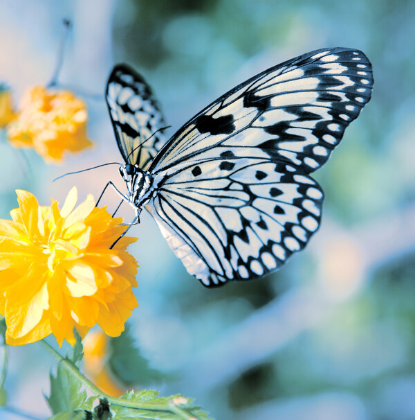 蝴蝶与花的相遇故事