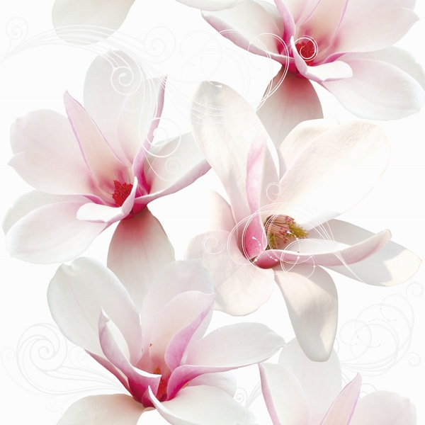 鮮花圖片