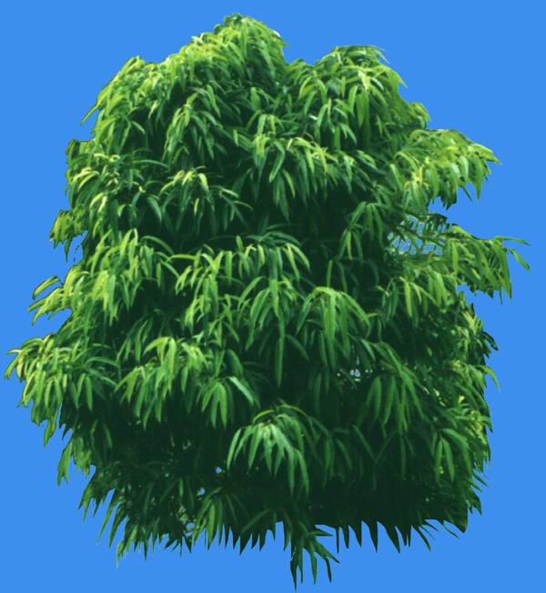 柳葉榕植物素材