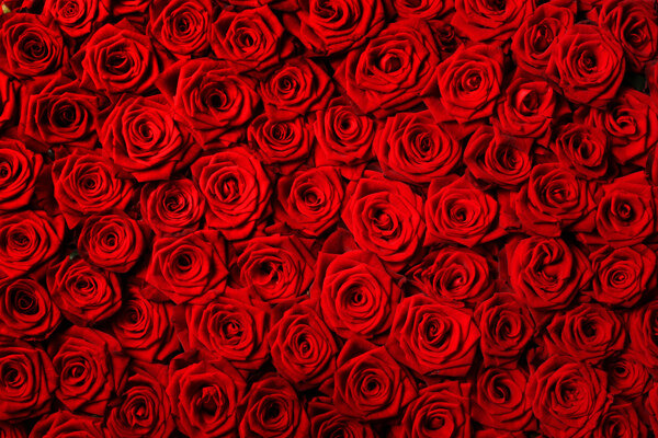 红色玫瑰特写图片