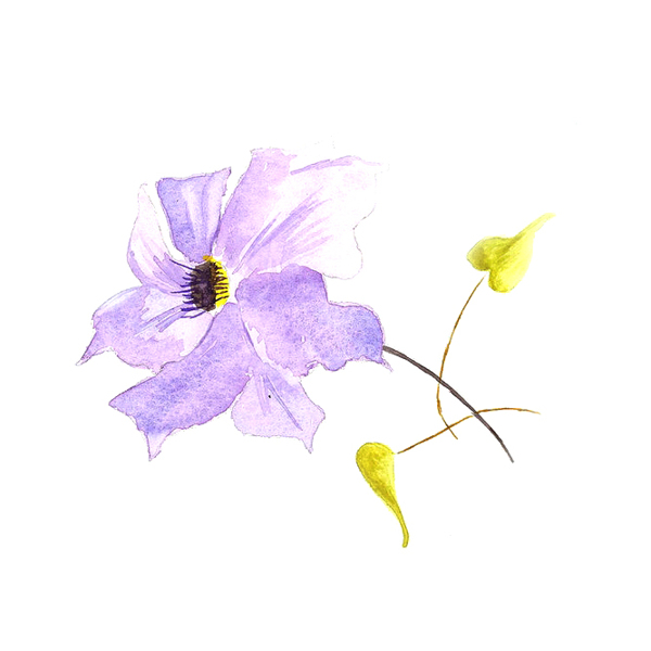 位圖植物寫意花卉花朵野花免費(fèi)素材