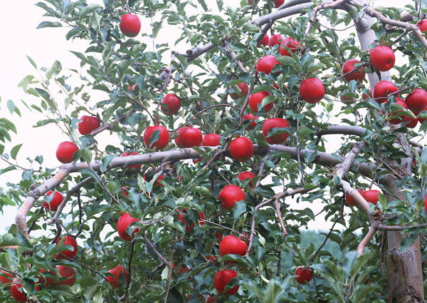 苹果树苹果水果