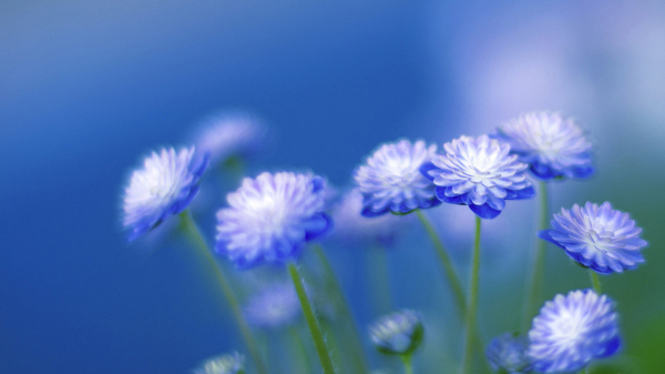 位圖植物圖案寫實(shí)花卉花朵菊花免費(fèi)素材