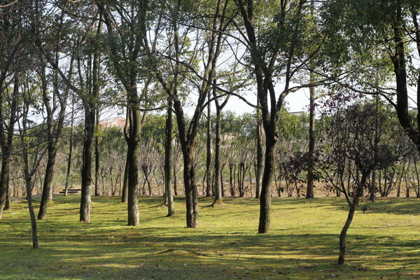 公園樹林