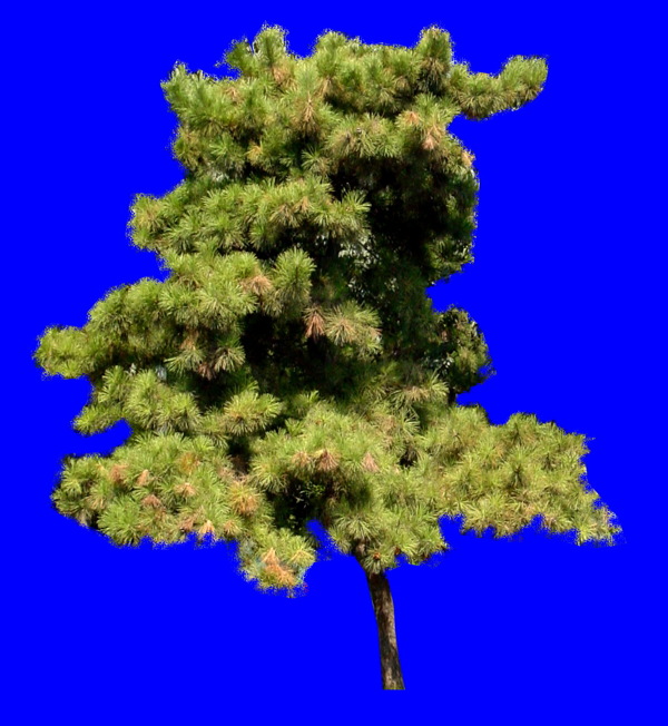 植物貼圖素材JPG0999