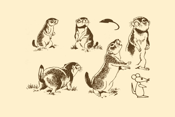 動物圖案松鼠圖片