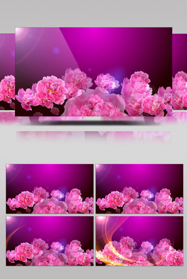 粉红花朵视频素材