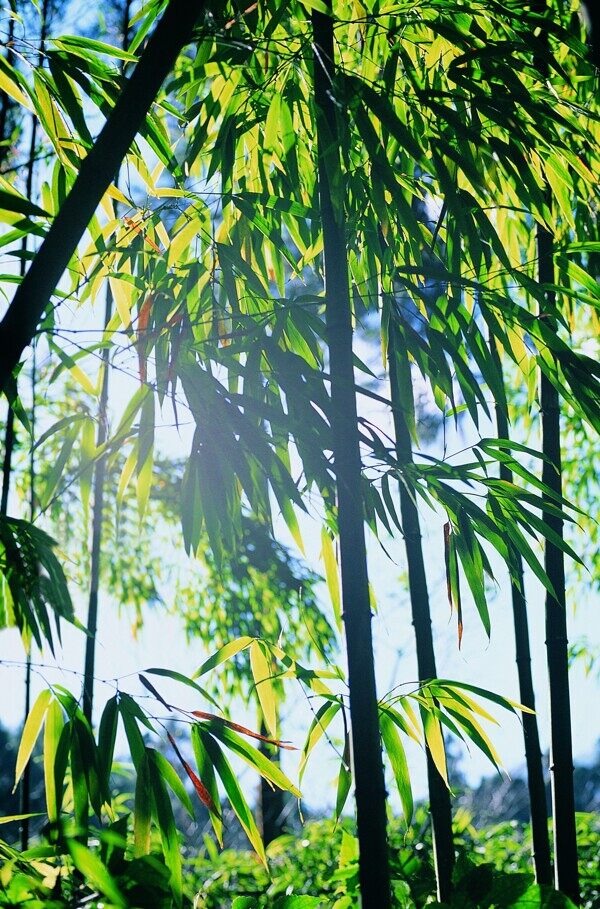 夏季景色