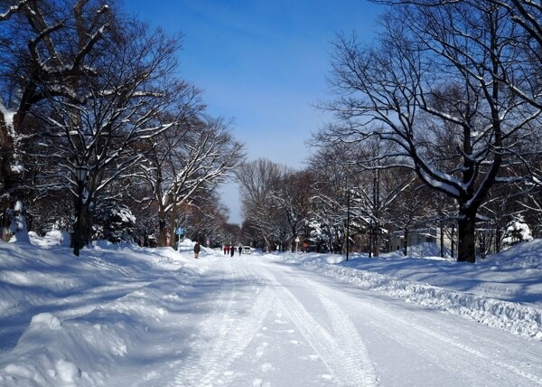 北海道大学雪景图片