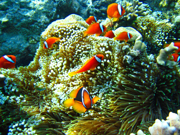 熱帶海洋小魚圖片