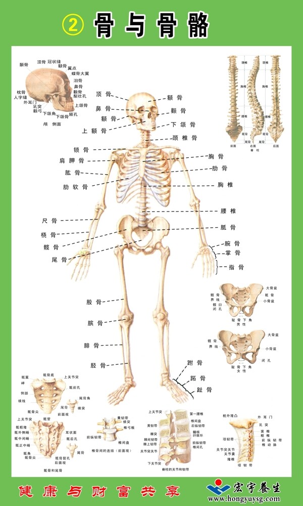 骨与骨骼图片