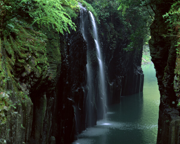 樹植物水風(fēng)景