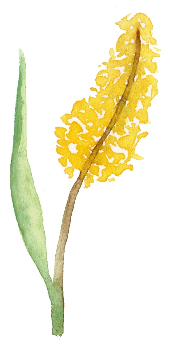 燦黃花束psd源文件