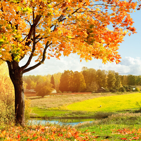 美丽秋天树木图片