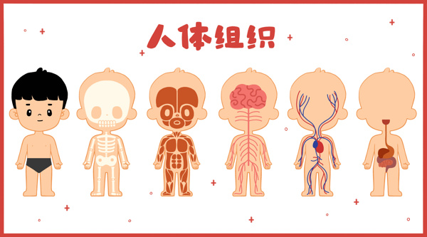 人体组织插画卡通海报素材