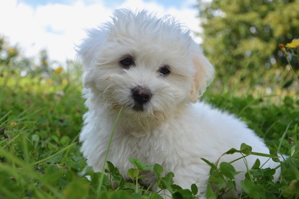 草地上白色幼犬