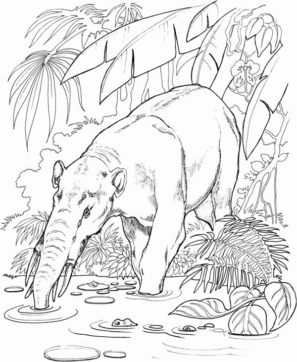 手繪動物畫動物素描
