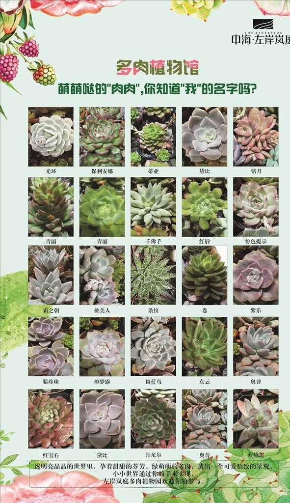 綠植多肉DIY綠植多肉