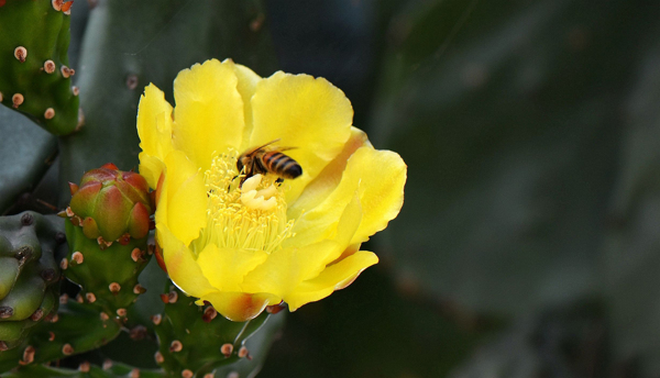 仙人掌花与蜜蜂