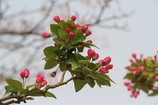 桃花圖片