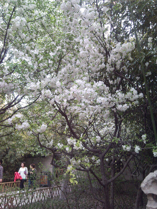 花海