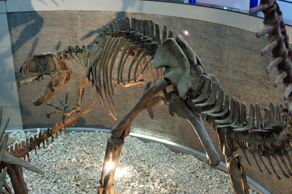 恐龙骨骼标本图片