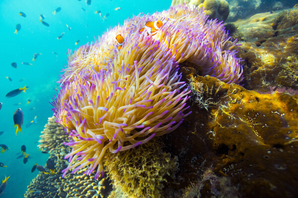 软珊瑚