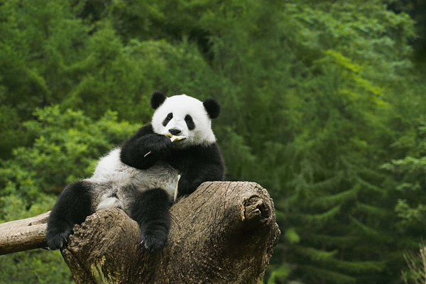 可爱大熊猫图片图片