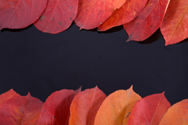 红色秋天落叶图片